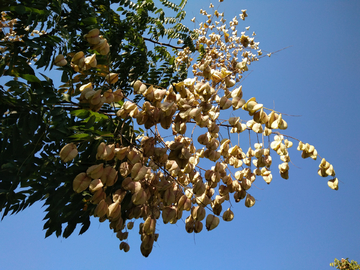 栾树开花