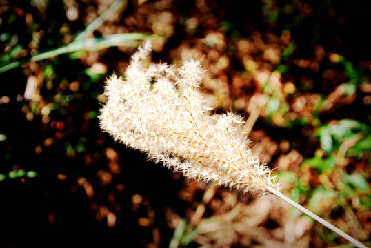 芒草