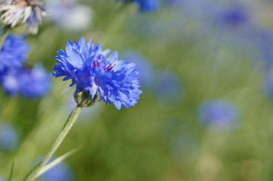 园林花卉蓝花车矢菊