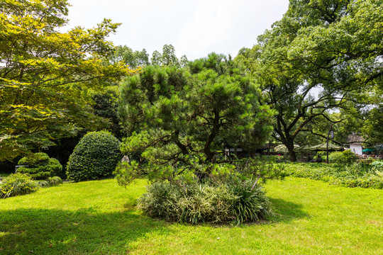 曲院风荷