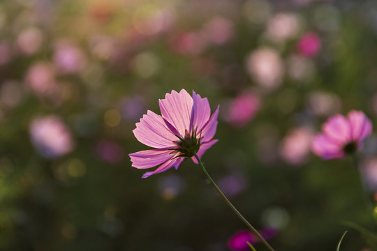 格桑花素材