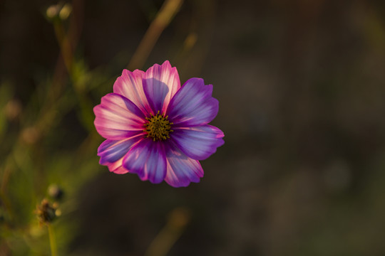 格桑花素材