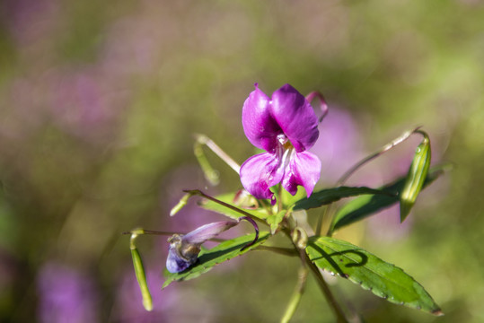 花草1草花2山花