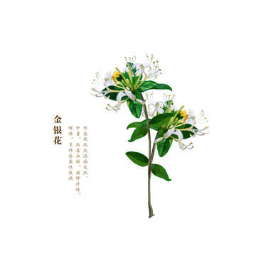 金銀花