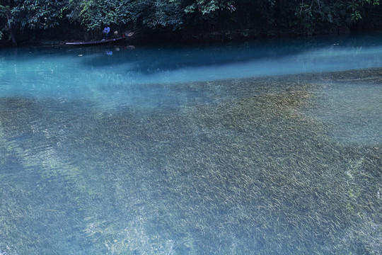 湖中水草