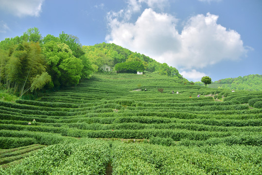 茶叶的功效与作用茶叶的副作用-药效-用法-图片-39药品通