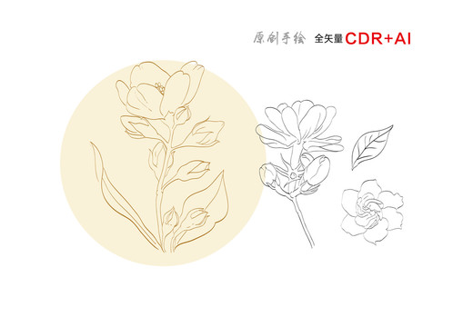 茉莉花手绘茉莉插画茉莉花线描