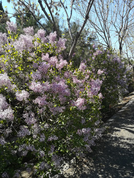 丁香花