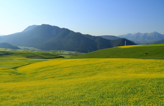 油菜花海