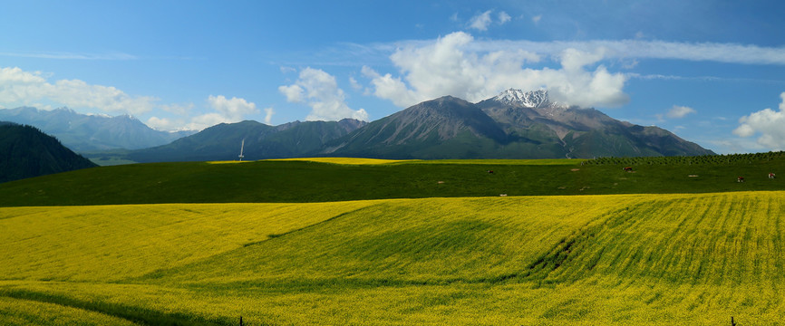 青海雪山油菜花海