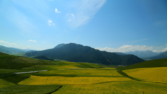 青海卓尔山油菜花海