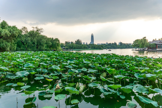 济南大名湖公园风光