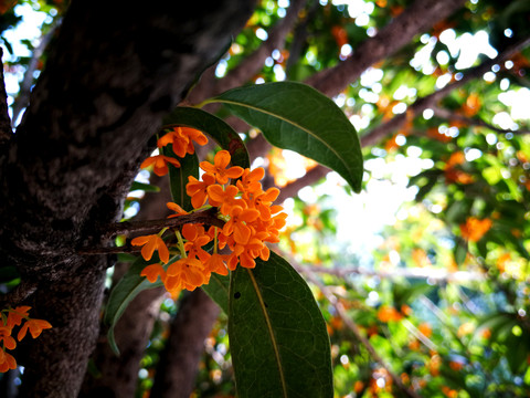 桂花