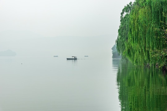杭州西湖清晨垂柳