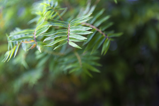 竹枝素材