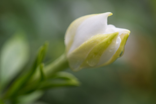 栀子花