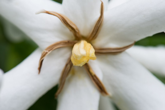 栀子花