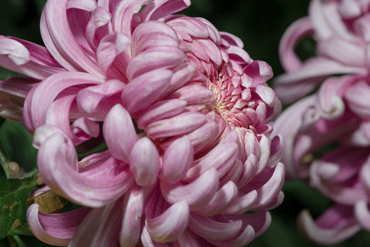 菊