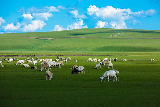 夏季草原一群羊