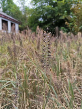 狗尾巴草