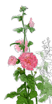 手繪端午節(jié)花卉