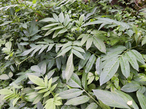 忍冬科植物接骨木