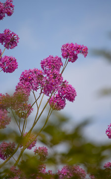 花卉