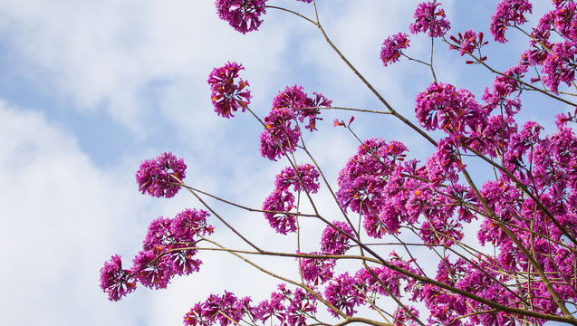 风铃花