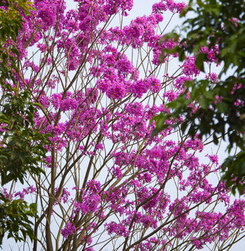 黄花风铃木