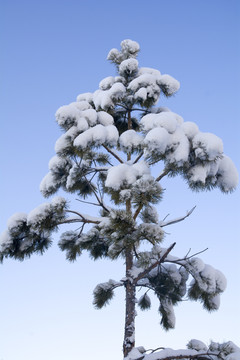 大雪雪松