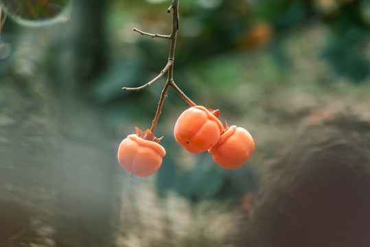 秋日柿子园里红彤彤的柿子