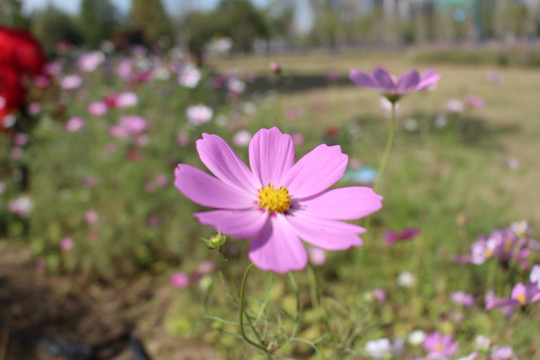 百日菊