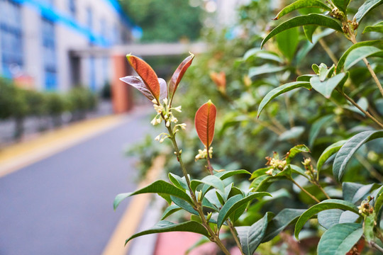 桂花树