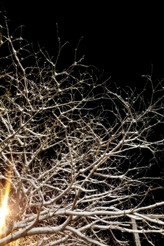 夜晚落满雪的树枝