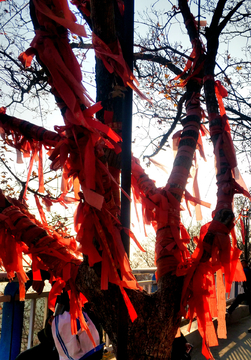 树上挂满红色丝带