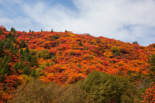 满山红叶