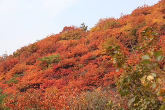 满山红叶