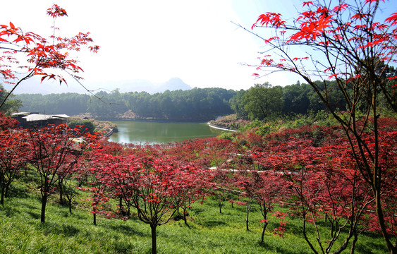 重庆南湖多彩植物园