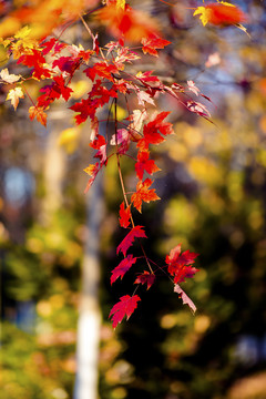 秋色红枫叶