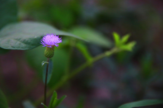 七七芽花