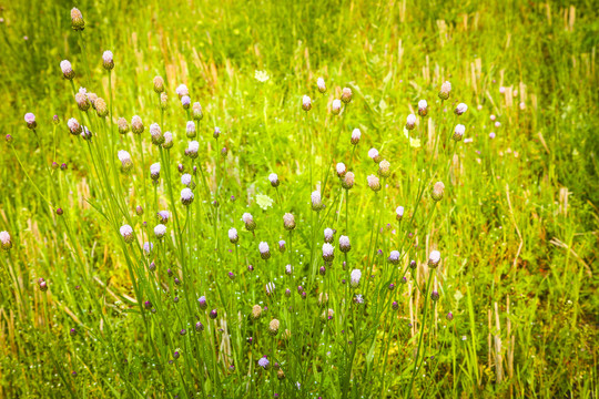 野生泥胡菜