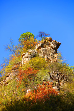 太行山庄子岭红叶