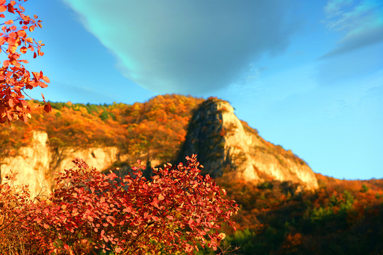 太行山庄子岭红叶