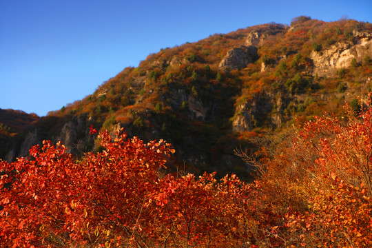 太行山庄子岭红叶