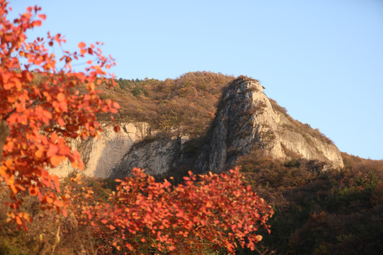 太行山庄子岭红叶