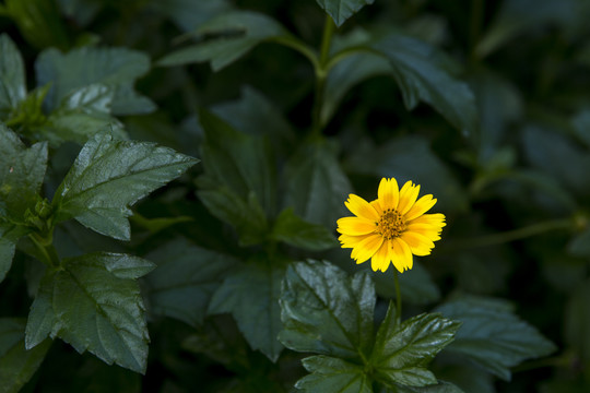 野菊花