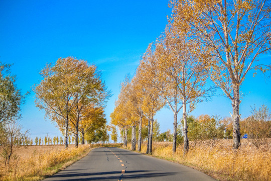 公路秋景