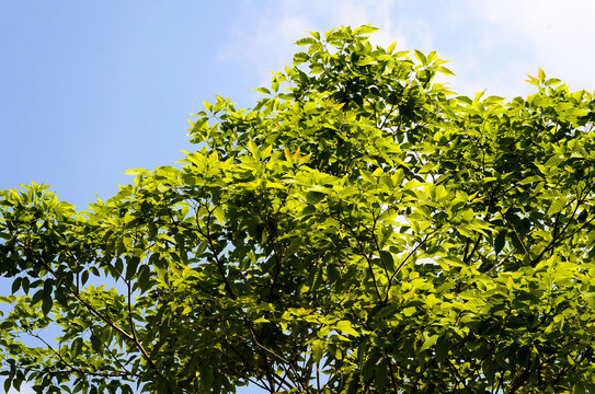 枝繁叶茂