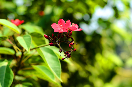 变叶珊瑚花