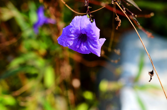 蓝花草